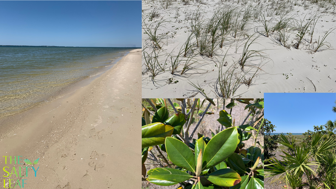 The Salty Leaf Brand Philosophy: Where Nature Meets Artistry